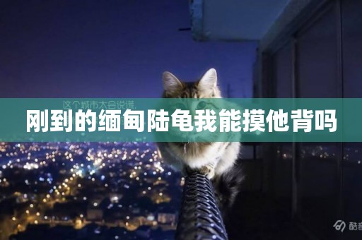 剛到的緬甸陸龜我能摸他背嗎