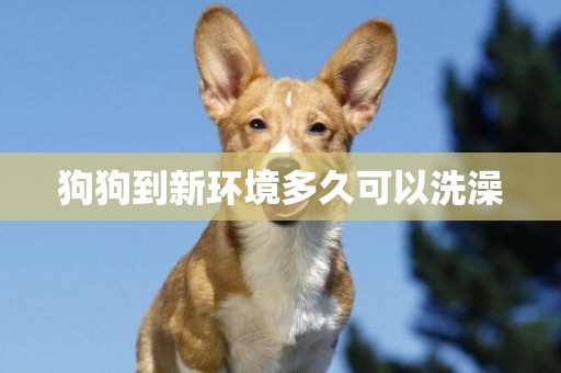 狗狗到新環境多久可以洗澡