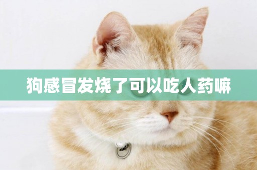 狗感冒發燒了可以吃人藥嘛