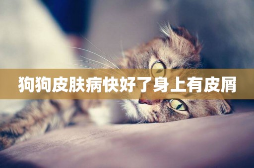 狗狗皮膚病快好了身上有皮屑