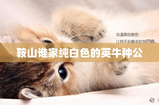 鞍山誰家純白色的英牛種公