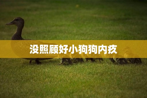 沒照顧好小狗狗內疚