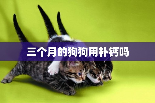 三個月的狗狗用補鈣嗎