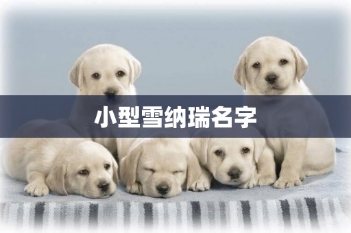 小型雪納瑞名字