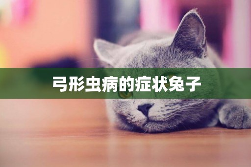 弓形蟲病的癥狀兔子