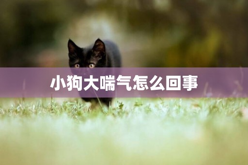 小狗大喘氣怎么回事