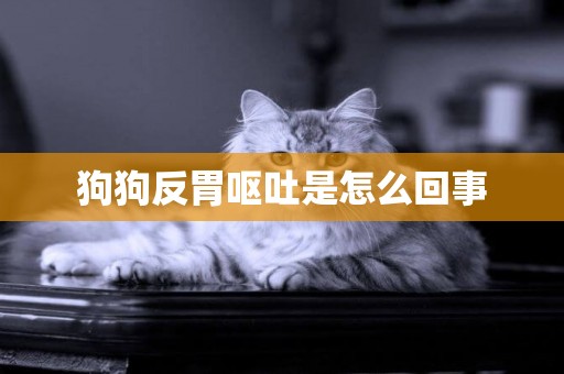 狗狗反胃嘔吐是怎么回事