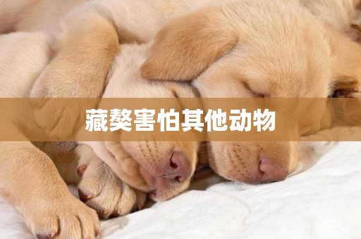 藏獒害怕其他動物