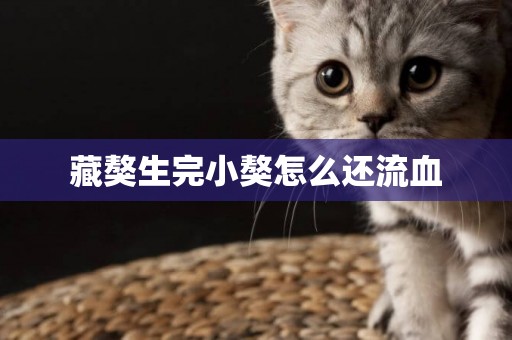 藏獒生完小獒怎么還流血