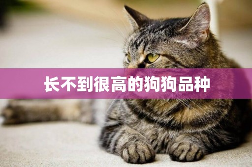長不到很高的狗狗品種