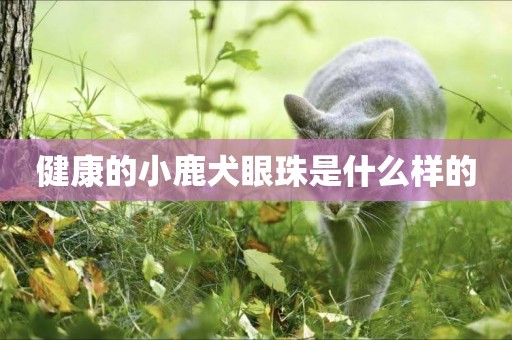 健康的小鹿犬眼珠是什么樣的