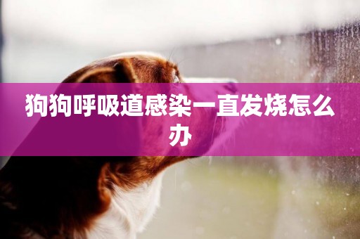 狗狗呼吸道感染一直發燒怎么辦