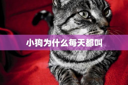 小狗為什么每天都叫