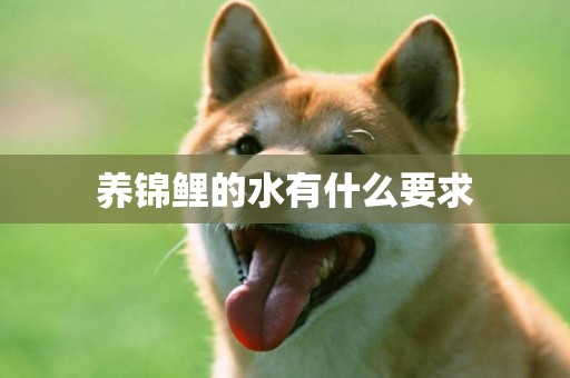 養錦鯉的水有什么要求