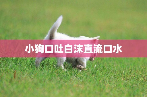 小狗口吐白沫直流口水