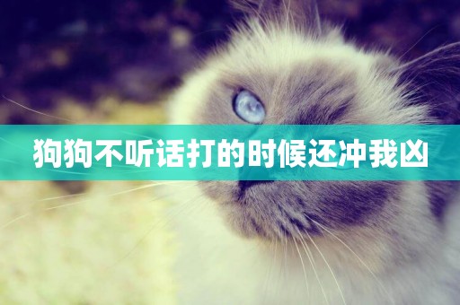 狗狗不聽話打的時候還沖我兇