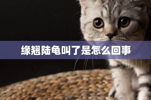 緣翹陸龜叫了是怎么回事