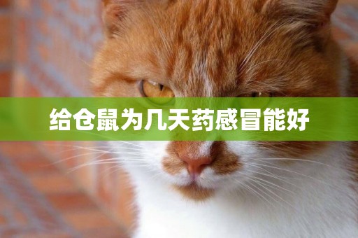 給倉鼠為幾天藥感冒能好