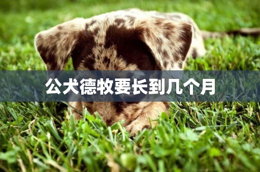 公犬德牧要長到幾個月