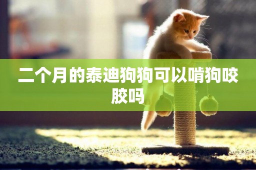 二個月的泰迪狗狗可以啃狗咬膠嗎