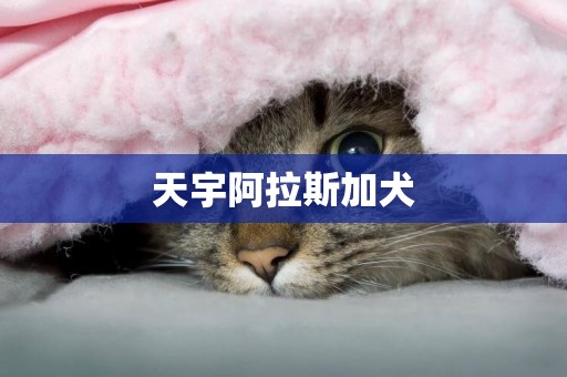 天宇阿拉斯加犬