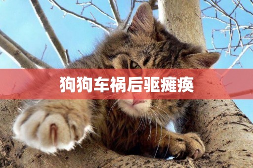 狗狗車禍后驅癱瘓