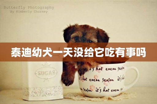 泰迪幼犬一天沒給它吃有事嗎