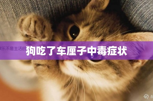 狗吃了車厘子中毒癥狀