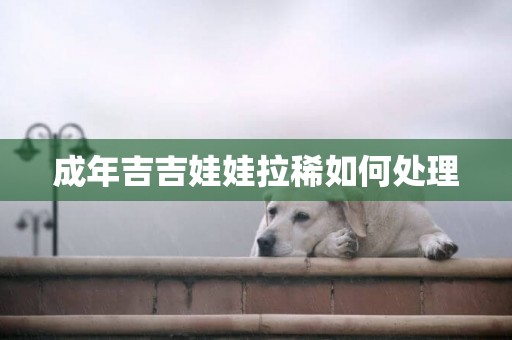成年吉吉娃娃拉稀如何處理