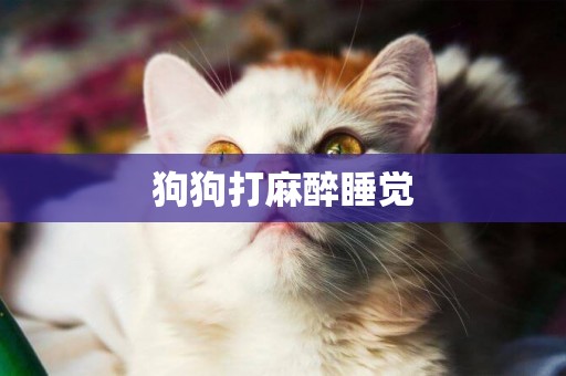 狗狗打麻醉睡覺