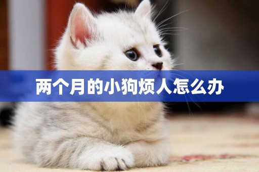 兩個月的小狗煩人怎么辦