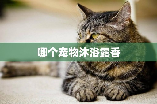 哪個寵物沐浴露香