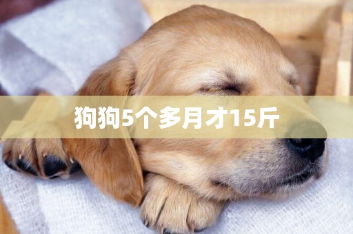 狗狗5個多月才15斤
