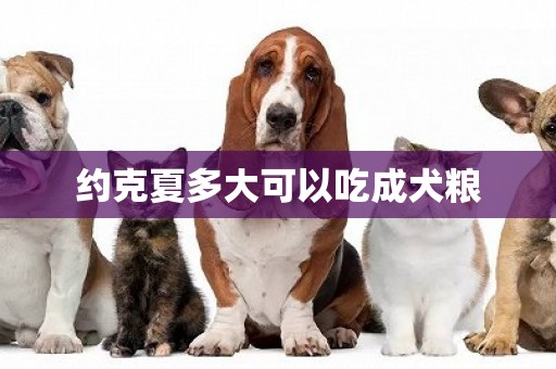 約克夏多大可以吃成犬糧
