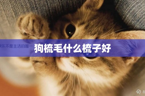 狗梳毛什么梳子好