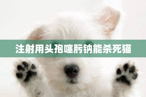 注射用頭孢噻肟鈉能殺死貓