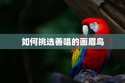 如何挑選善唱的畫眉鳥