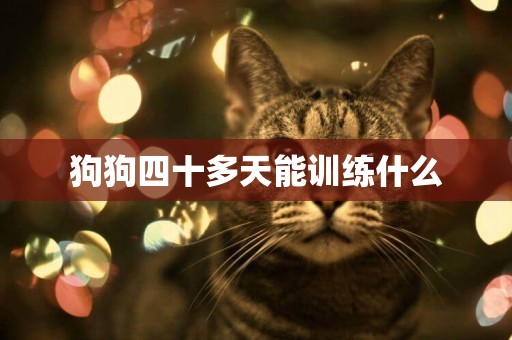 狗狗四十多天能訓練什么
