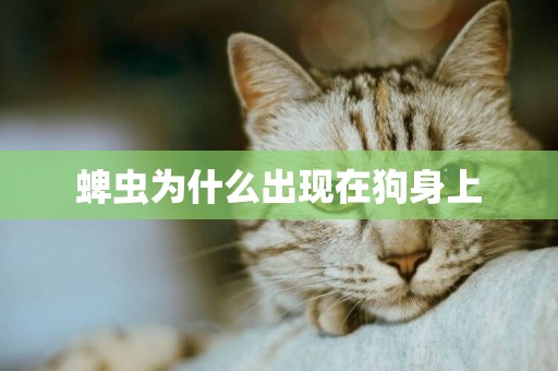蜱蟲為什么出現在狗身上