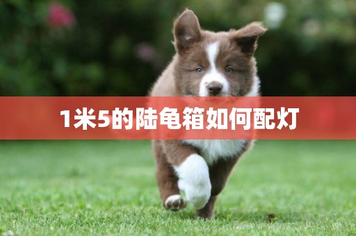 1米5的陸龜箱如何配燈