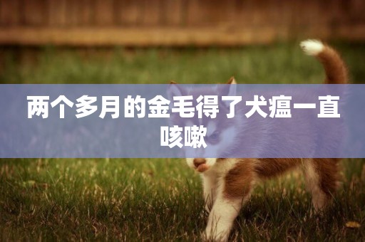 兩個多月的金毛得了犬瘟一直咳嗽