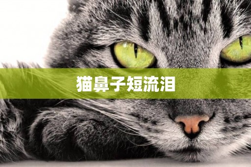 貓鼻子短流淚