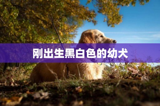 剛出生黑白色的幼犬