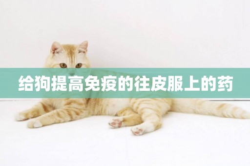 給狗提高免疫的往皮服上的藥