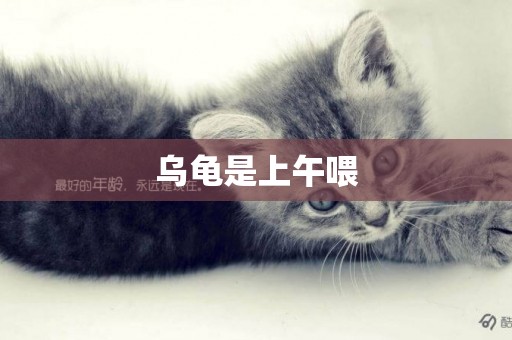 烏龜是上午喂