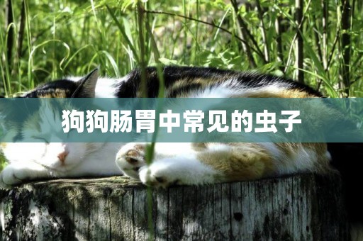 狗狗腸胃中常見的蟲子