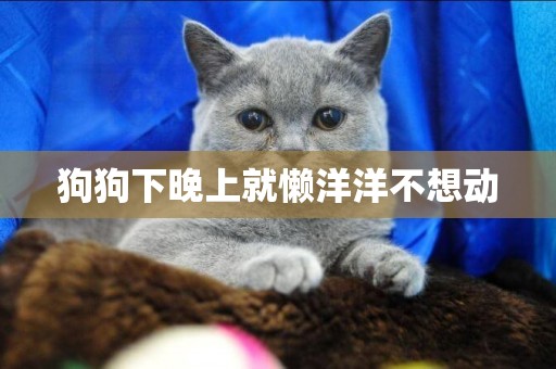 狗狗下晚上就懶洋洋不想動
