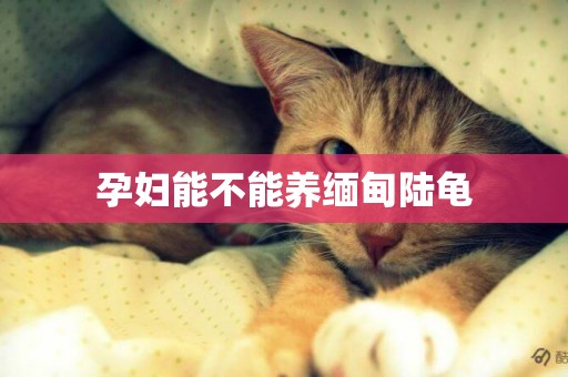 孕婦能不能養緬甸陸龜