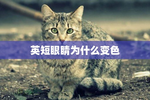 英短眼睛為什么變色