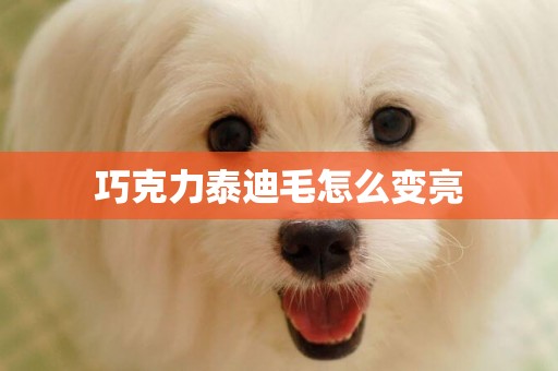 巧克力泰迪毛怎么變亮
